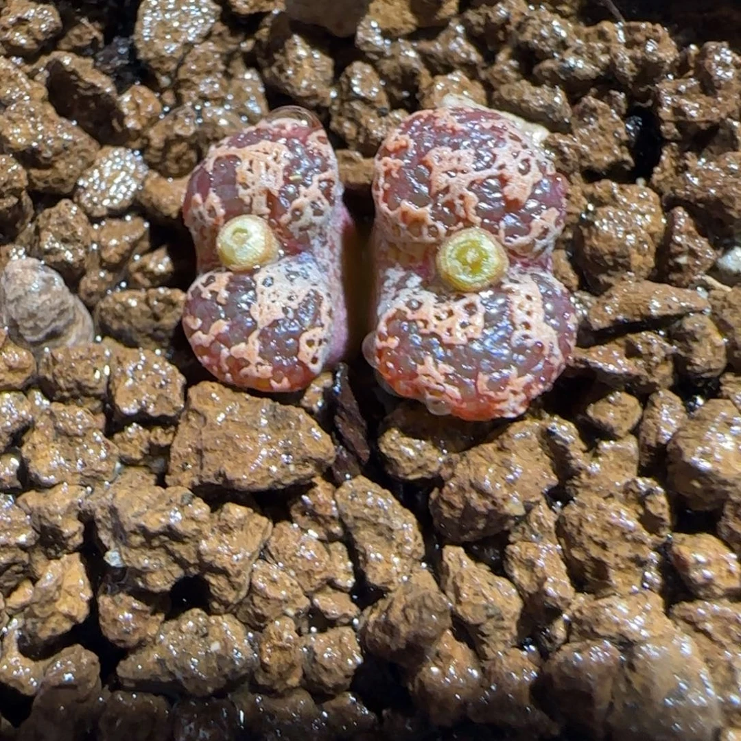 肉锥多肉植物组合-mro15、947