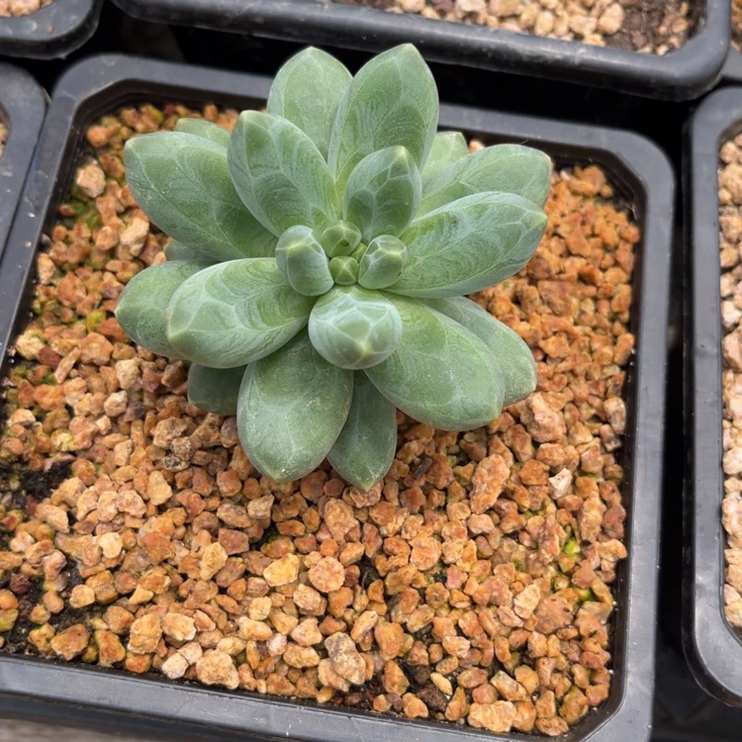 旁***白多肉植物玄女多肉植物