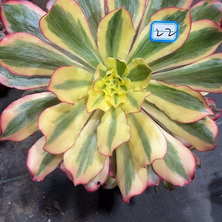 22魅影法师手捧多肉