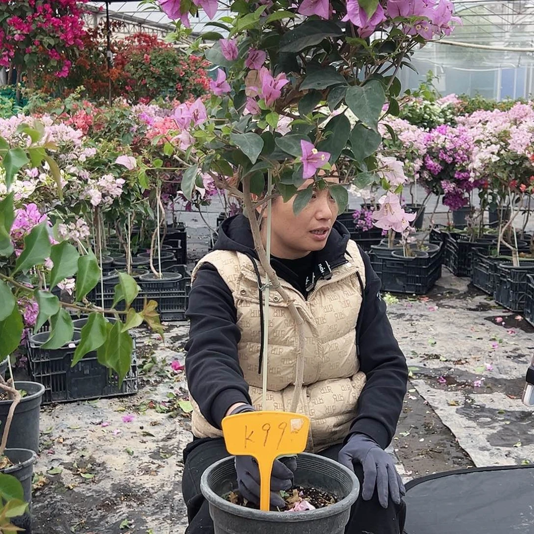 小***龙大部分花苞少量开放K99巴西紫