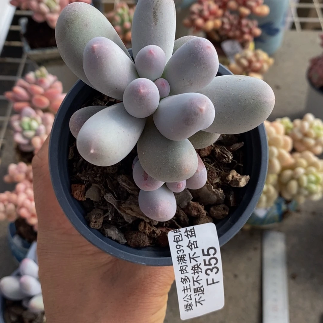 米可奶酪355/6c m