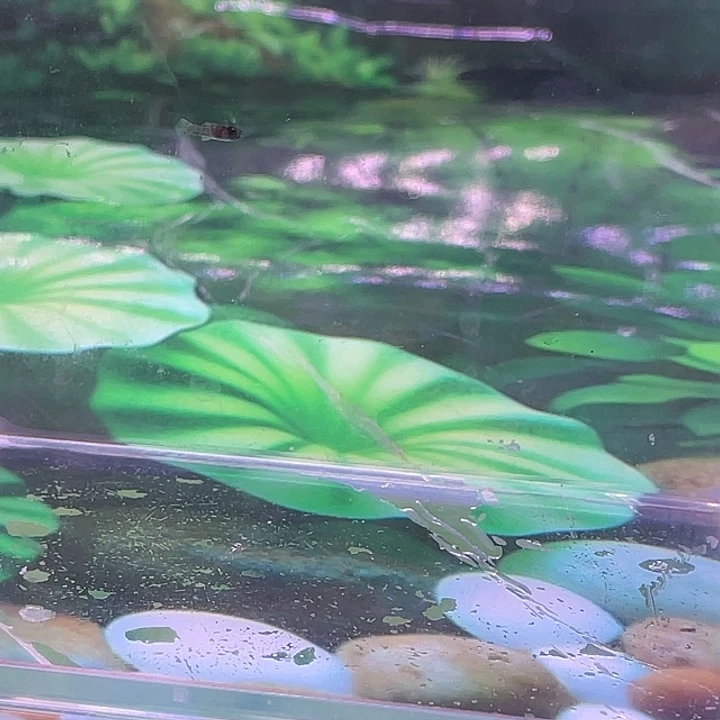 孔雀鱼泰系红头玛鱼苗F1四条