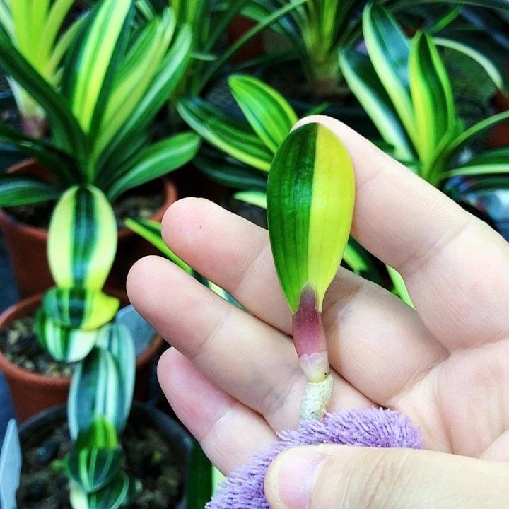 【闪购商品】白**士