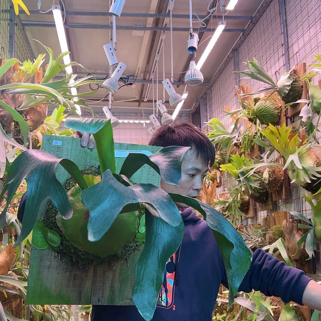 无花朵巴拿马a23