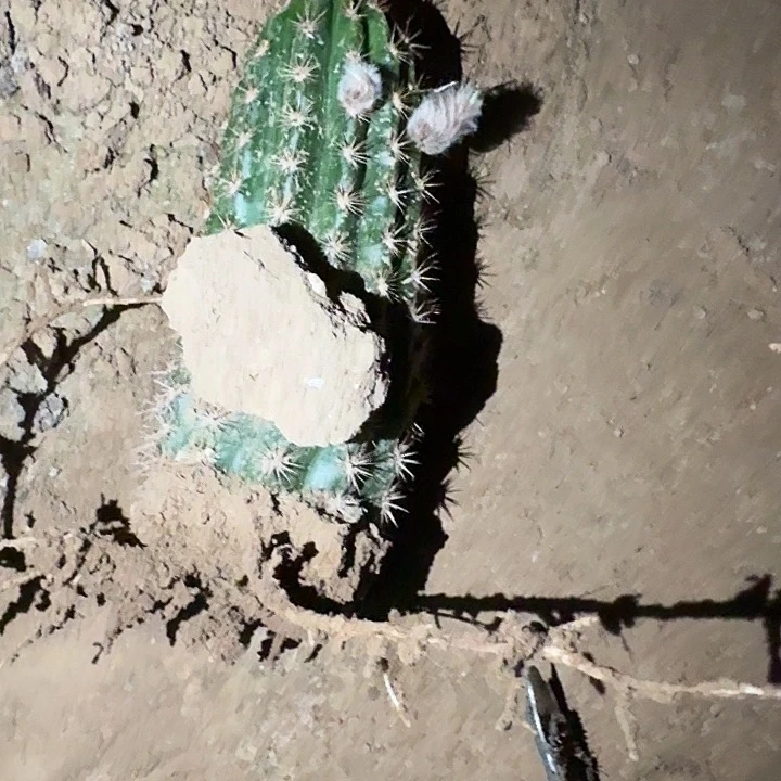 再****晚加强火焰魔术根仙人球