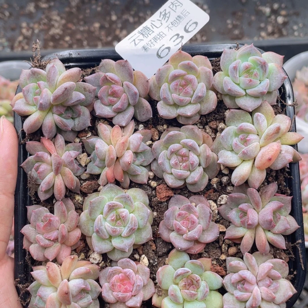 云糖心多肉植物636