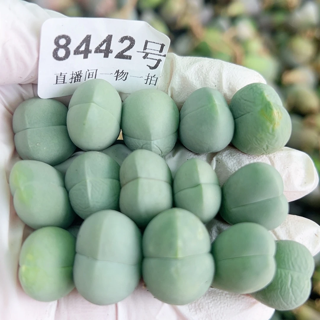 8442 好养易活生石花大母本15个