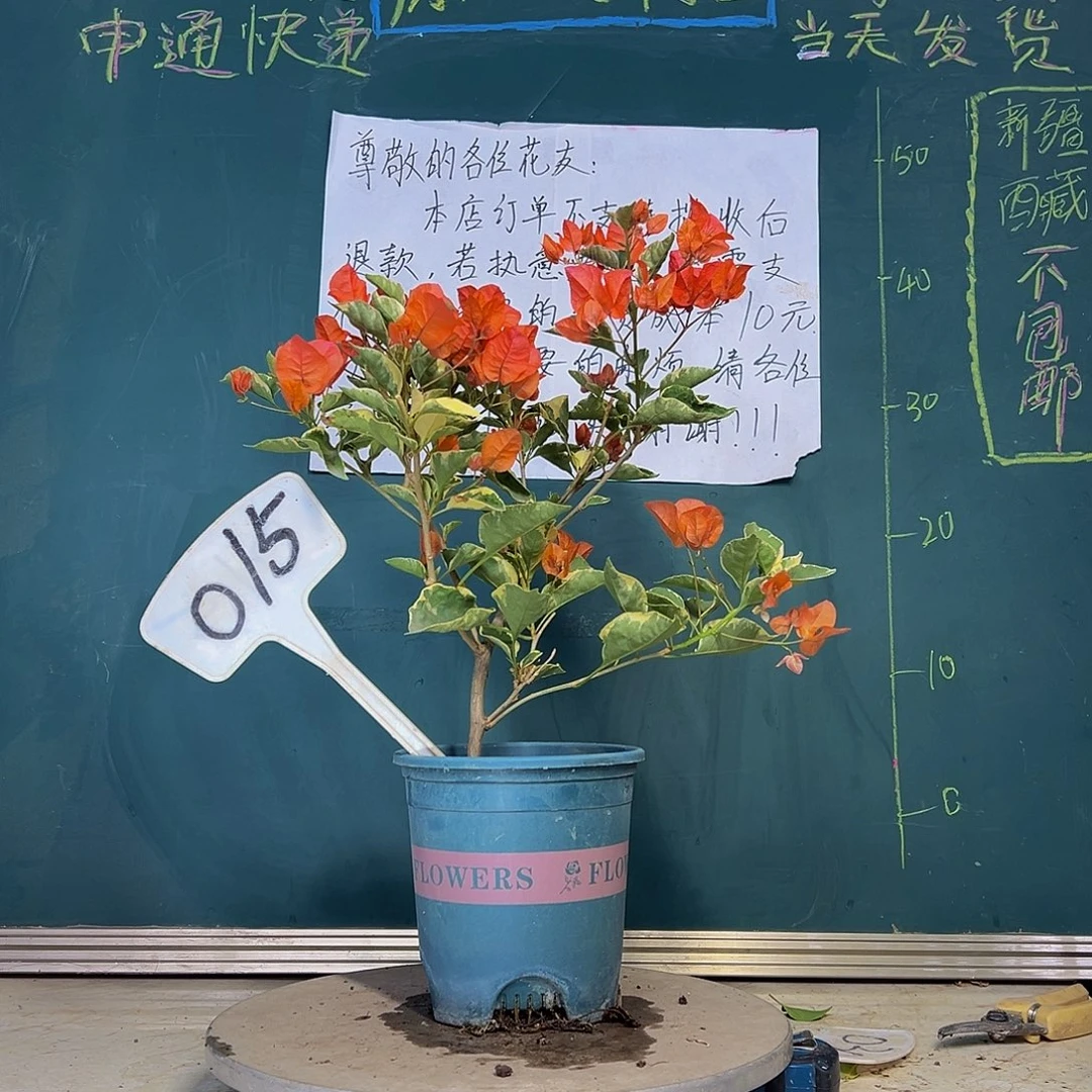 当前无花栽培后可以开花蜡染橙 015