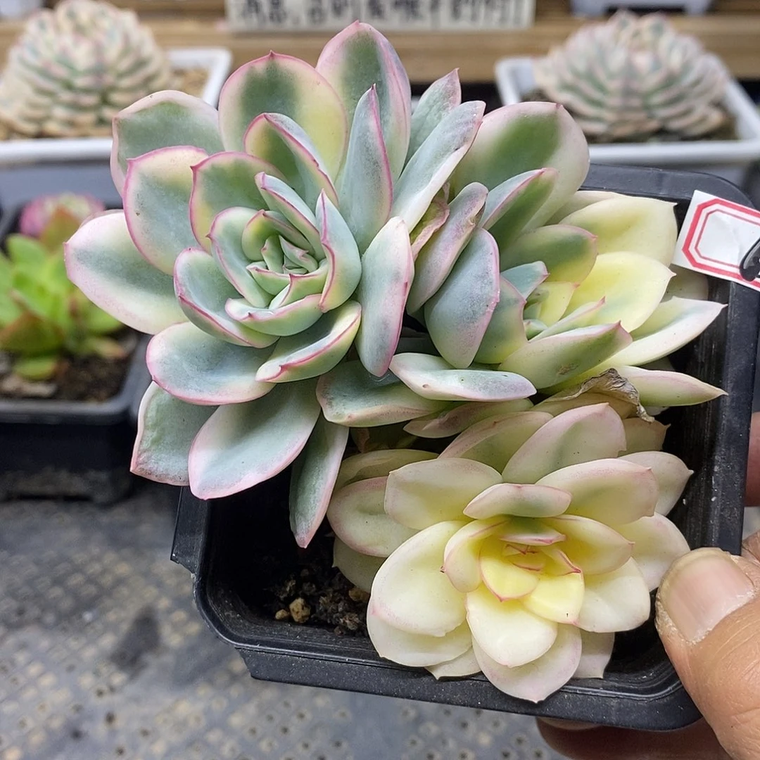 0206 福利晨露覆轮锦 3 头群 需延时发货