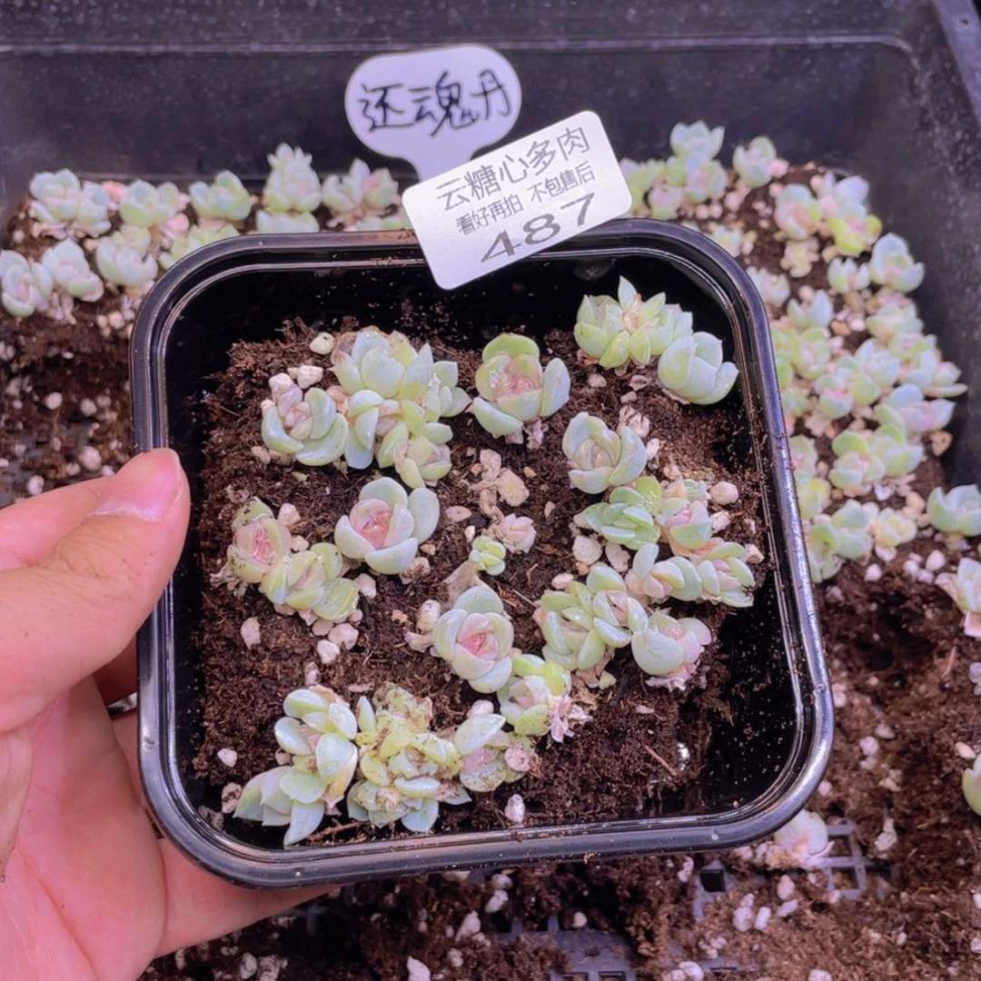 云糖心多肉植物487