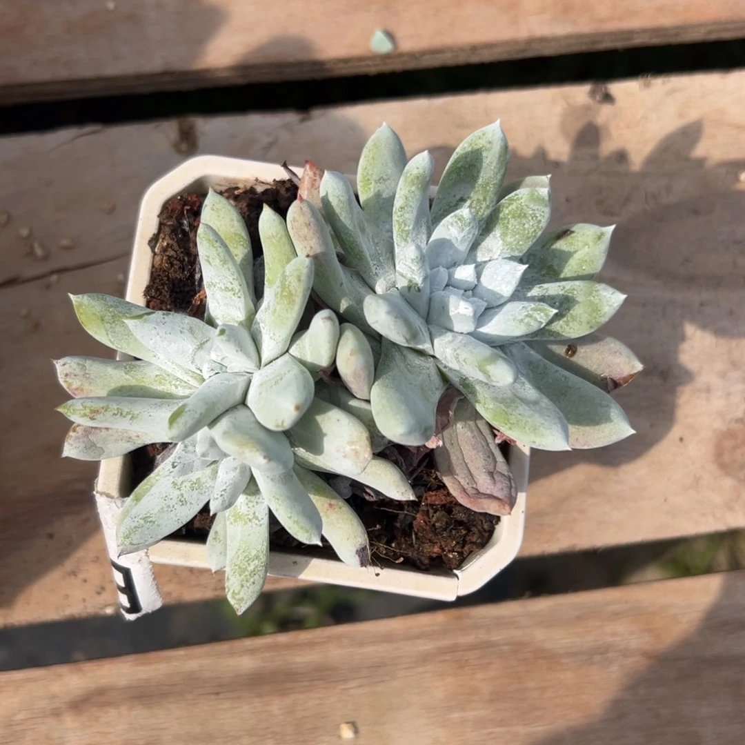 拇指杂#一物一拍9632