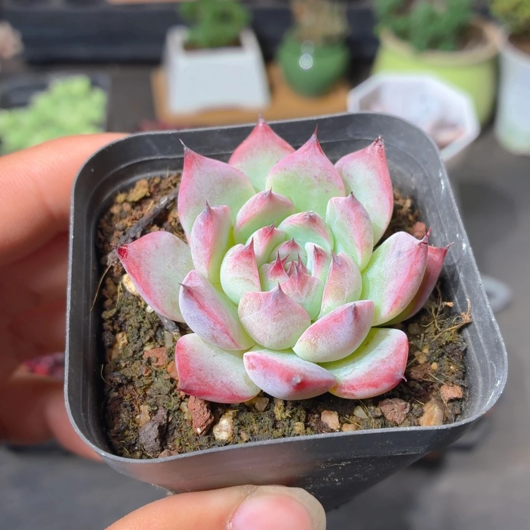 吉娃娃多肉9.9包邮发货