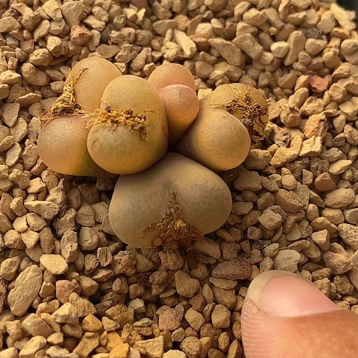 16569吕氏群生一颗