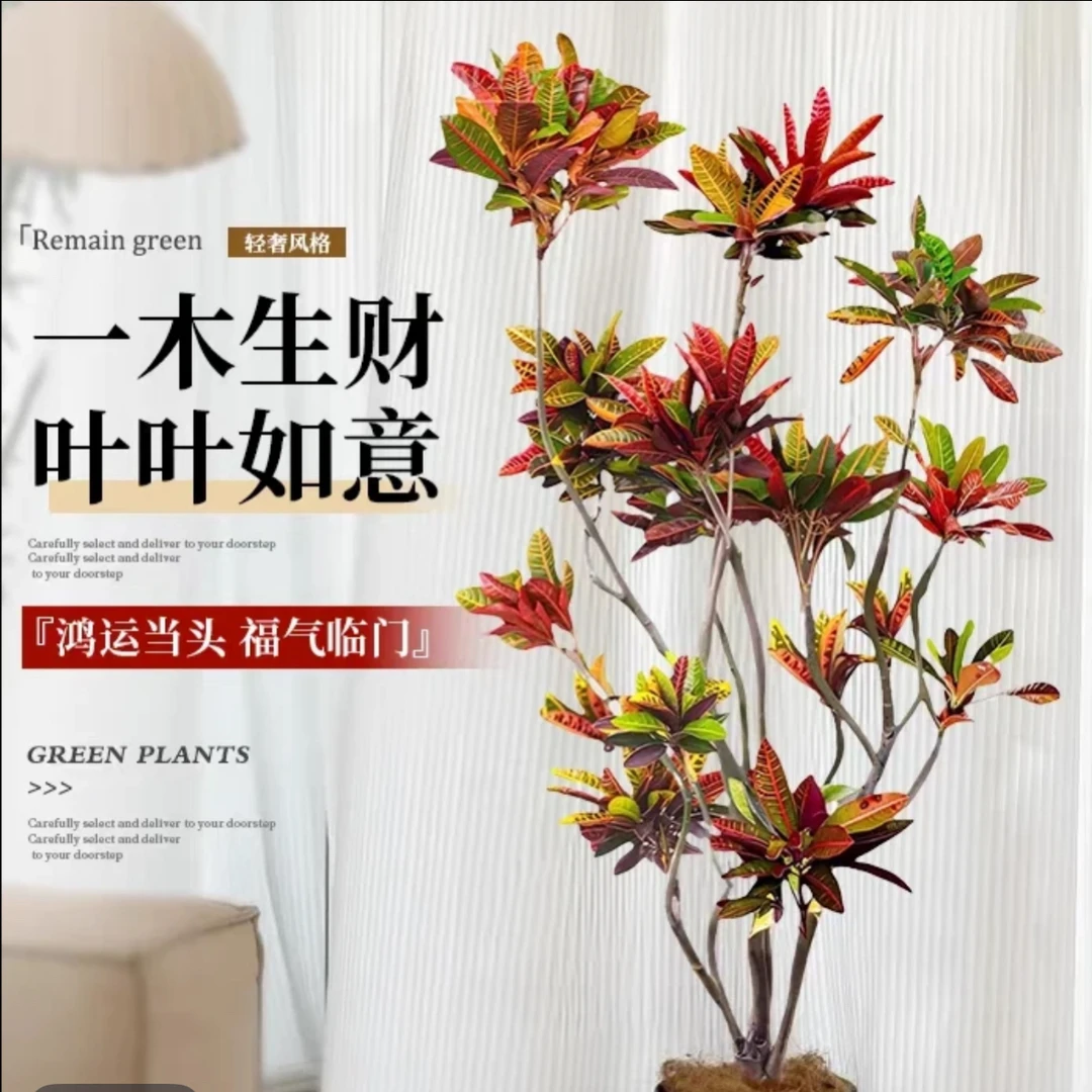 【6年老桩】七彩变叶木洒金榕盆栽植物四季可养七彩变色老桩绿植