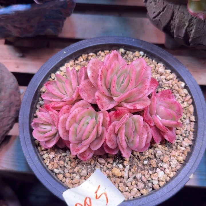 冰玫瑰多肉植物dtdhgjk