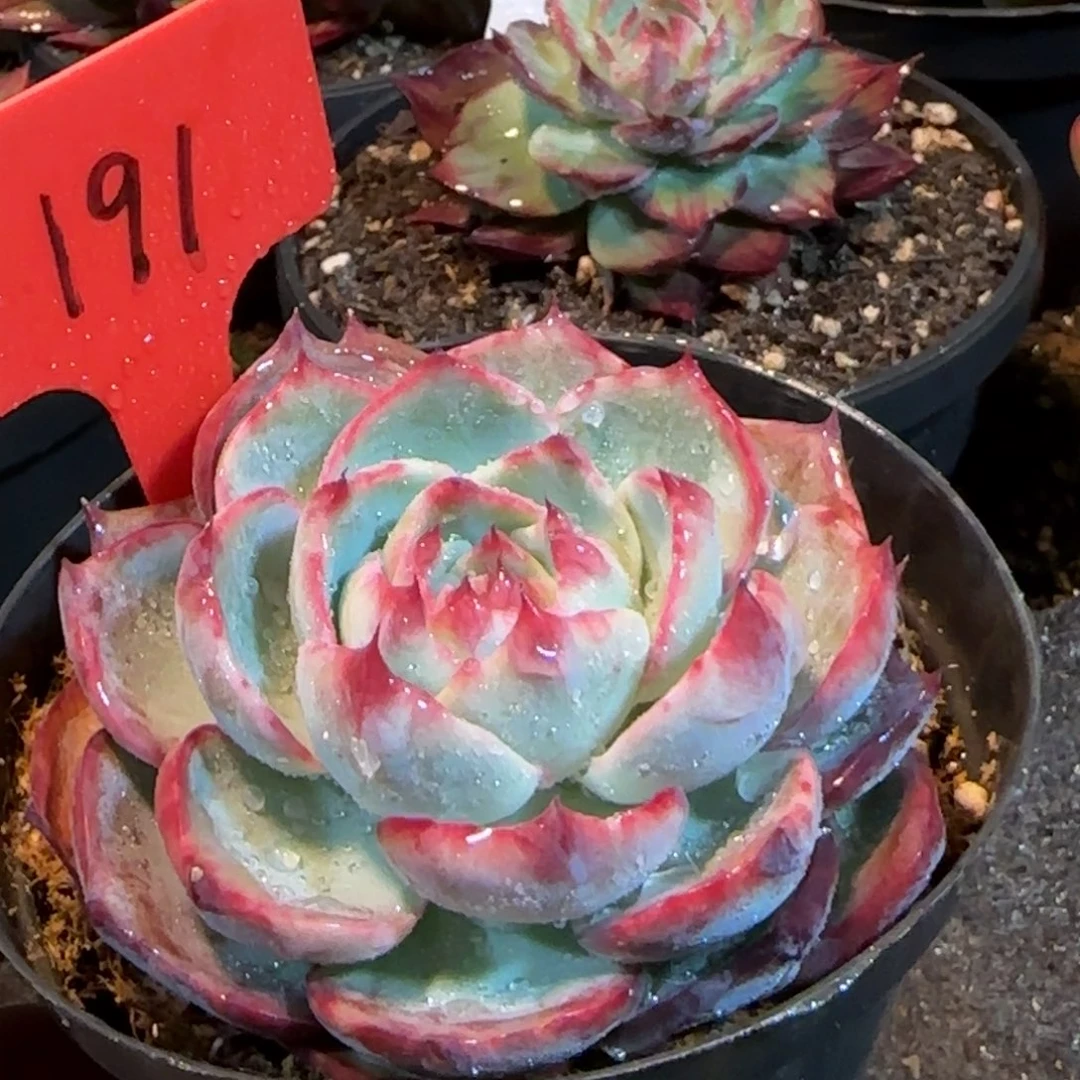 玫瑰惊鸿一物一拍包装收缩花旱191