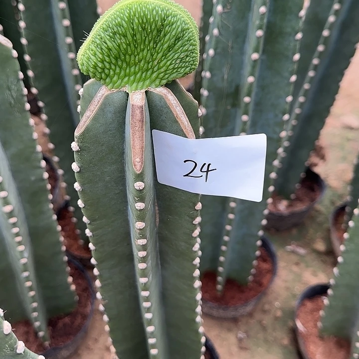 画***香无花朵嫁接青蛇缀24