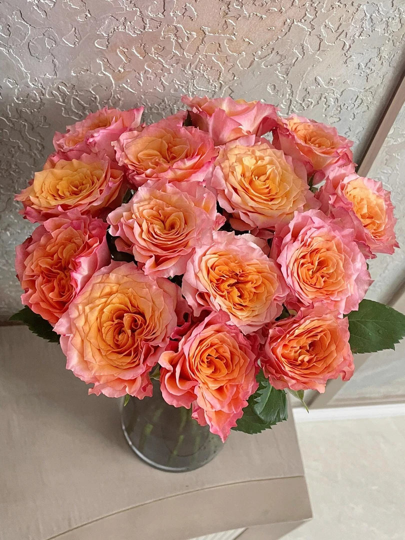 火灵鸟玫瑰：拍下１０只送１０只防损耗（哈尔滨发货，收到需要醒花）