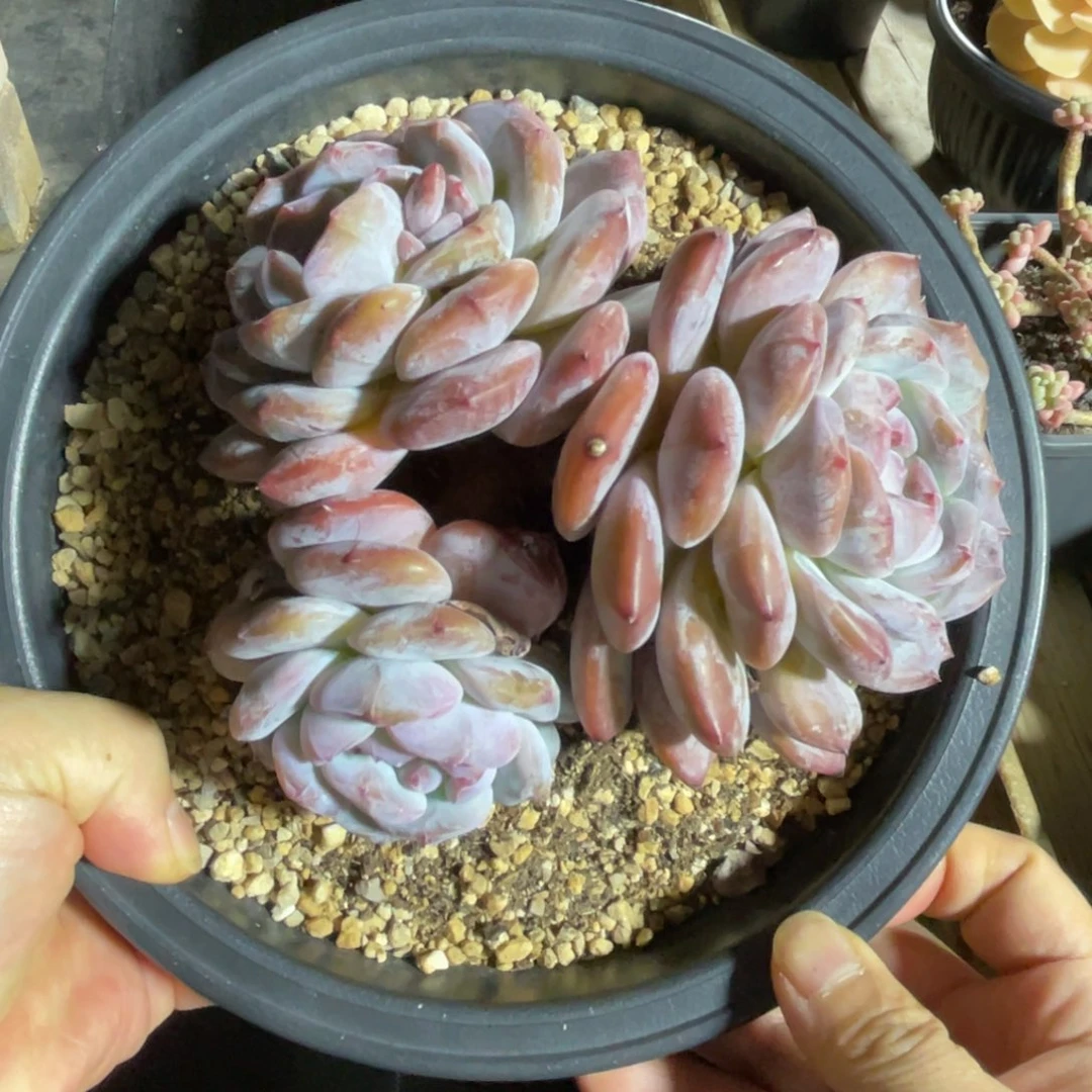 星影特价 一物一拍不支持退换