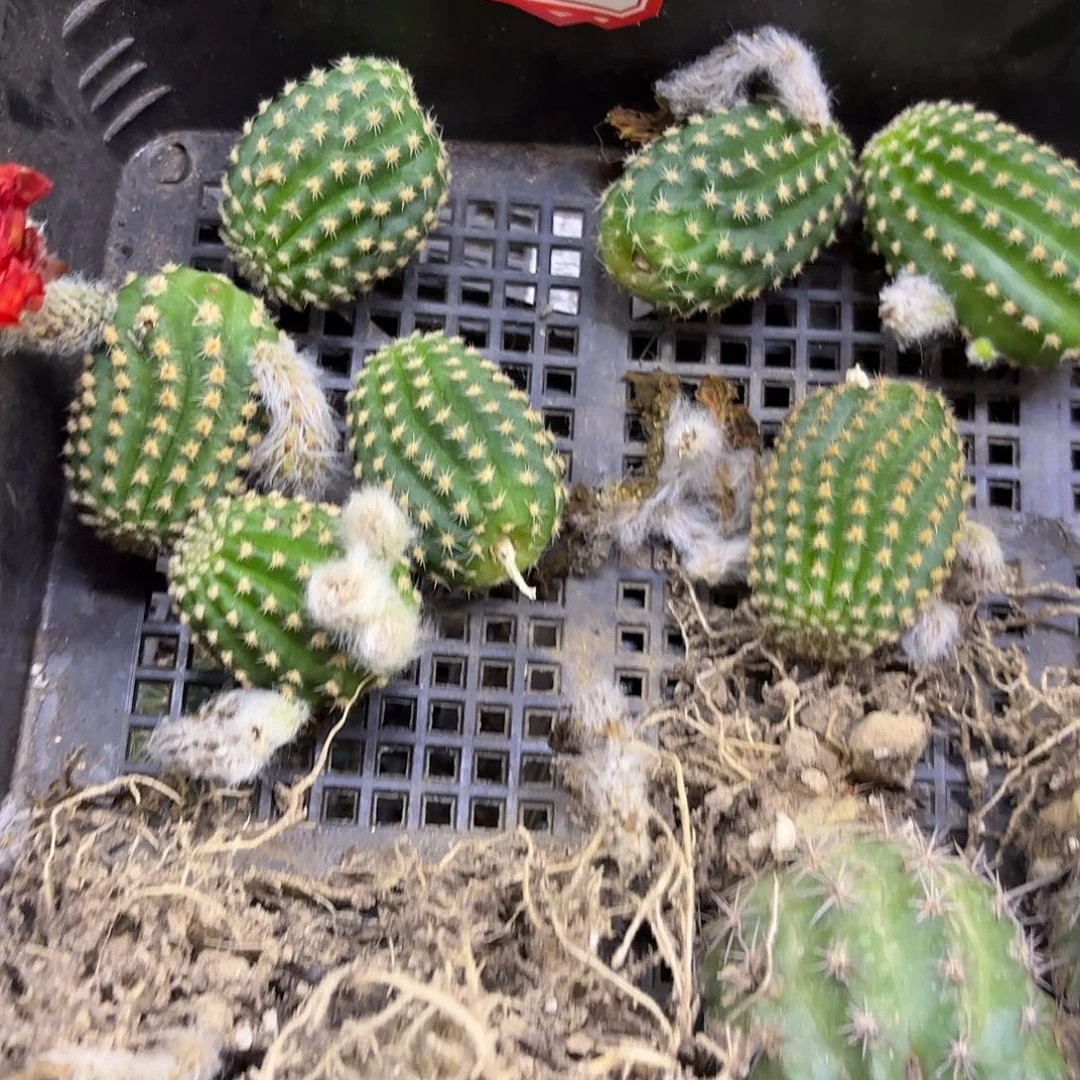 妖姬金刚侧牙20包邮仙人球42小