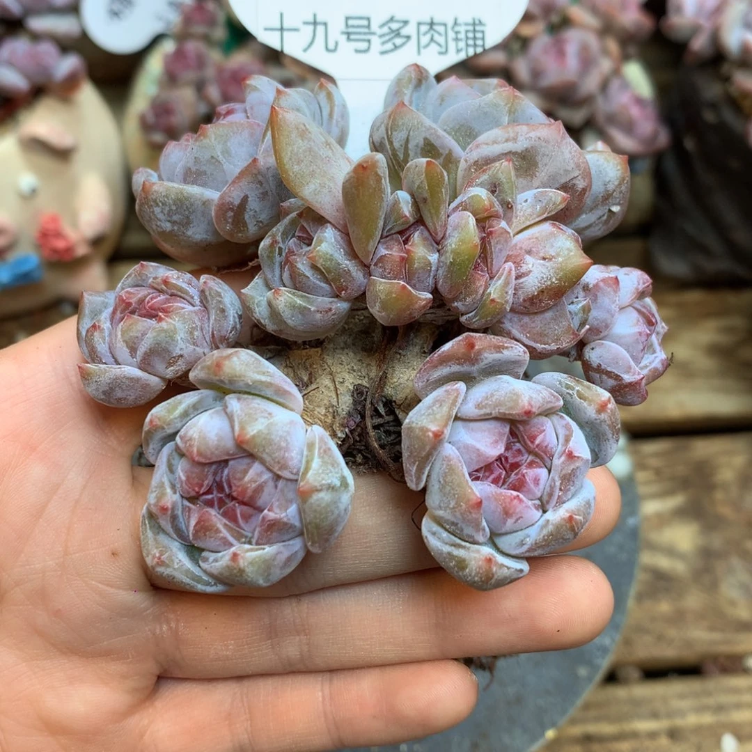 S0889 星影10头 老桩包子脸
