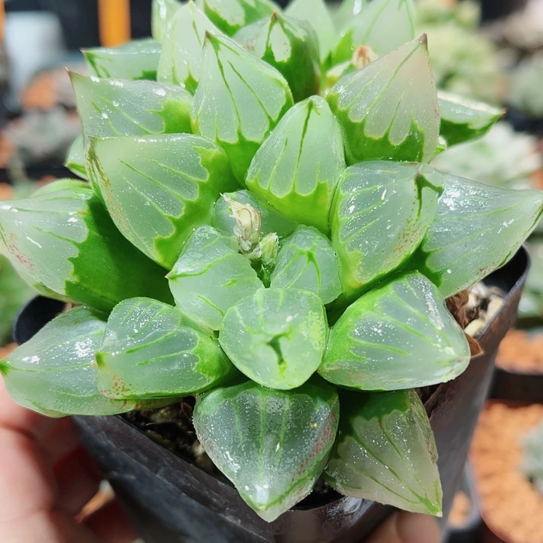 【闪购商品】滴****滴冰城寿