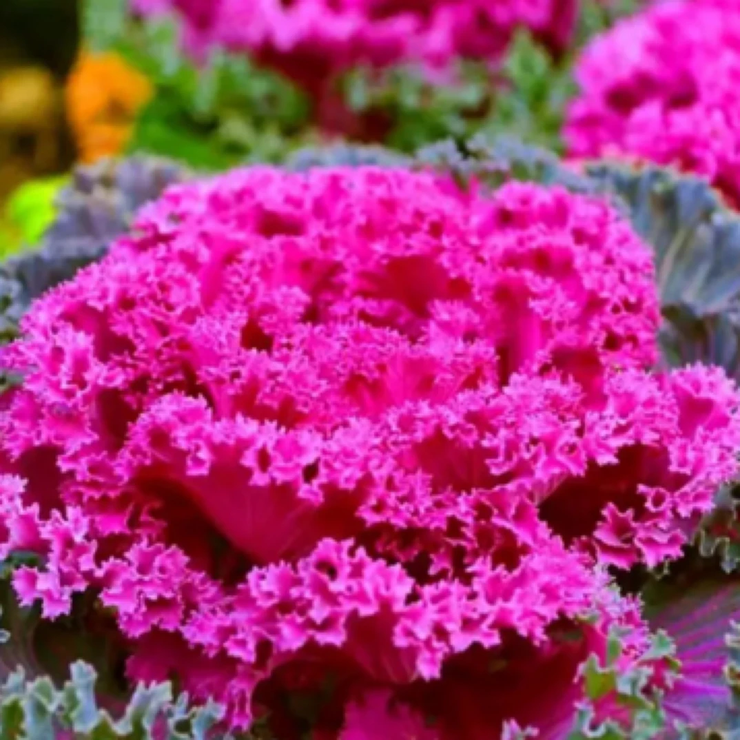 多头羽衣甘蓝庭院观赏盆栽冬日玫瑰食用冬天耐寒多头羽衣甘蓝盆栽