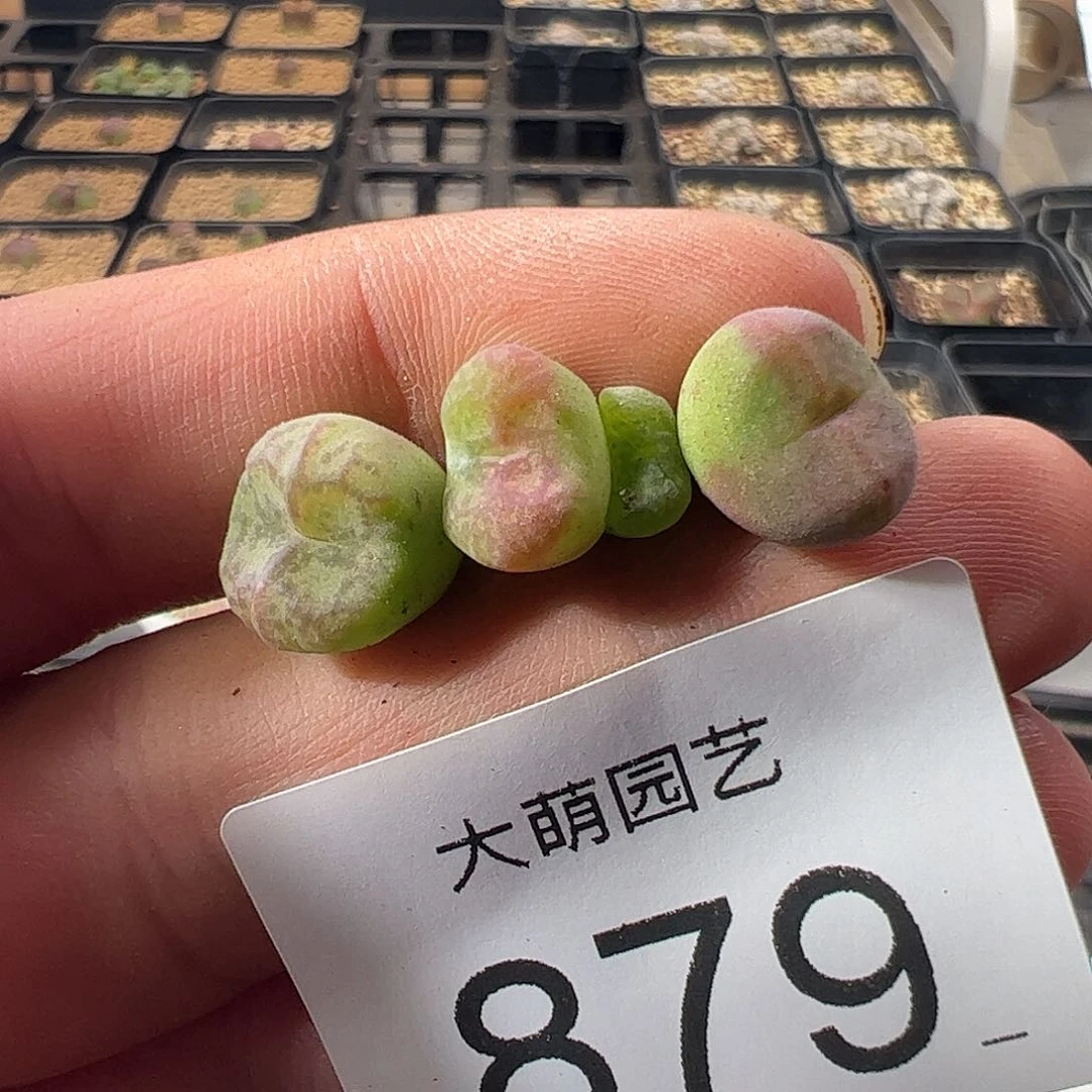 一物一拍。       879
