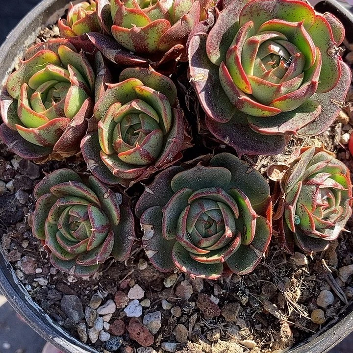 133 一物一拍不退不换