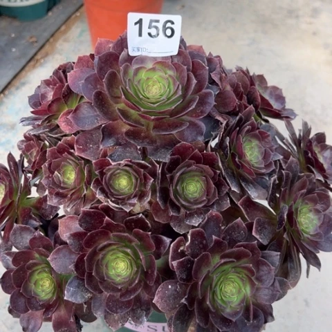 156赤焰莲30厘米左右