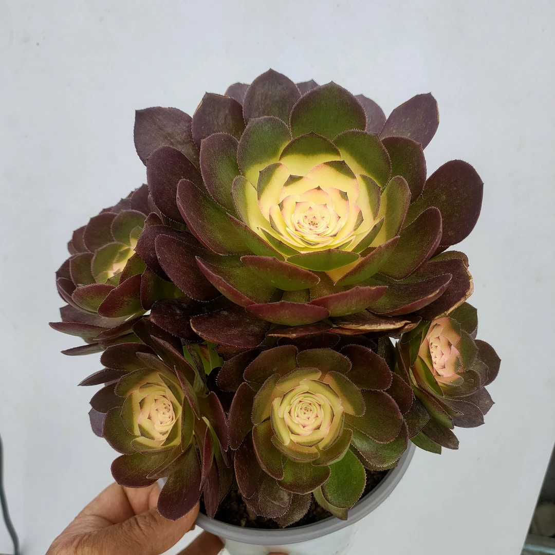 牡丹仙子 糖心沙拉碗万圣节法师 满20包邮不带盆土湖南多肉植物