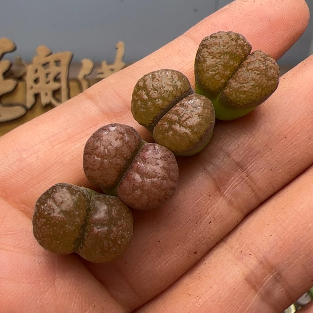 【闪购商品】00000007超级蛋糕