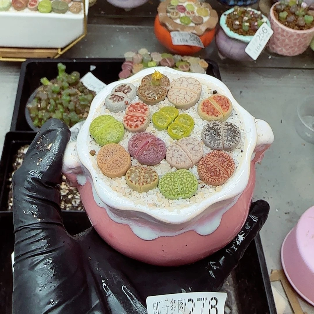 生石花满18包邮1104-278