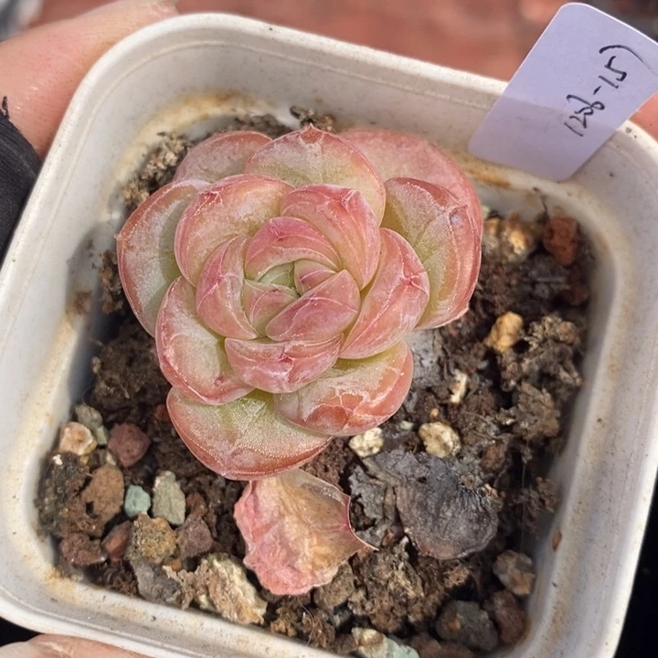 1206-157，星星珍妮多肉