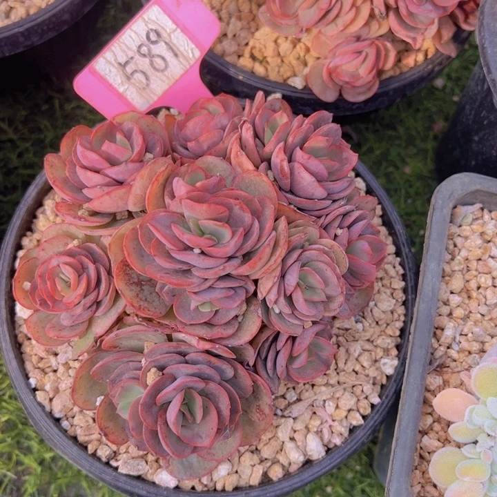 健健康康平平安安