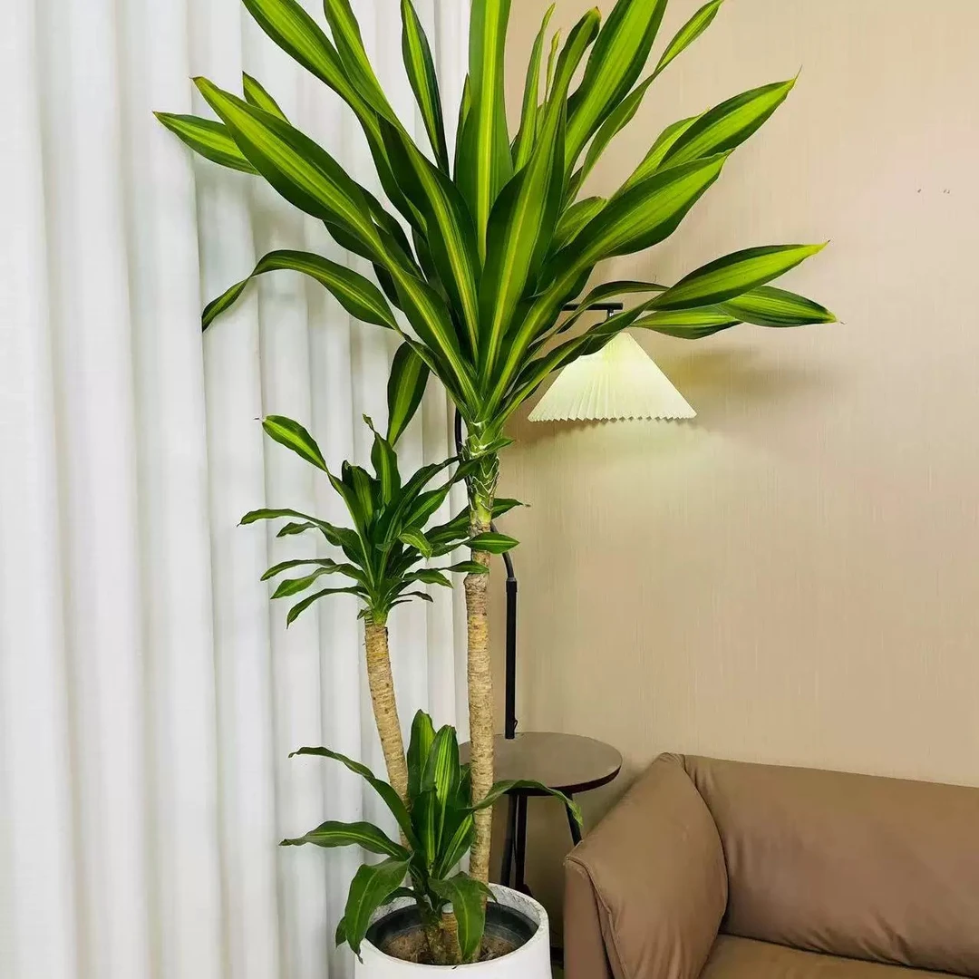 荷花铁美人铁四季常青造型绿植高级感盆栽室内好养易活耐阴植物