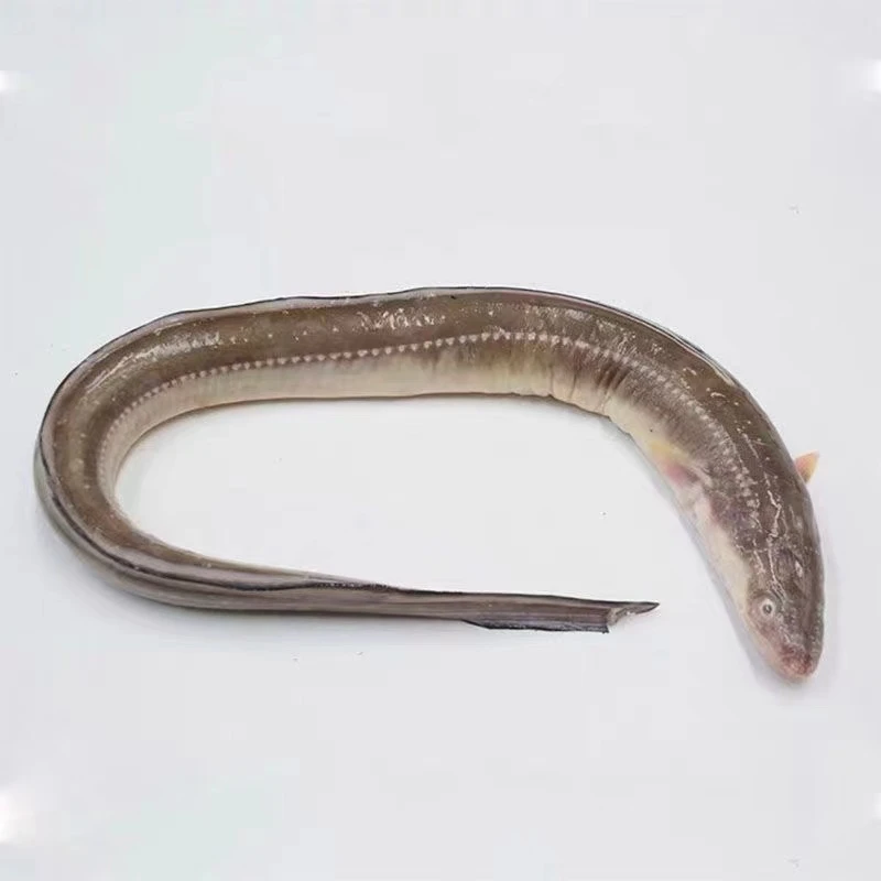 速冻 新鲜鳗鱼 4斤 日照发货