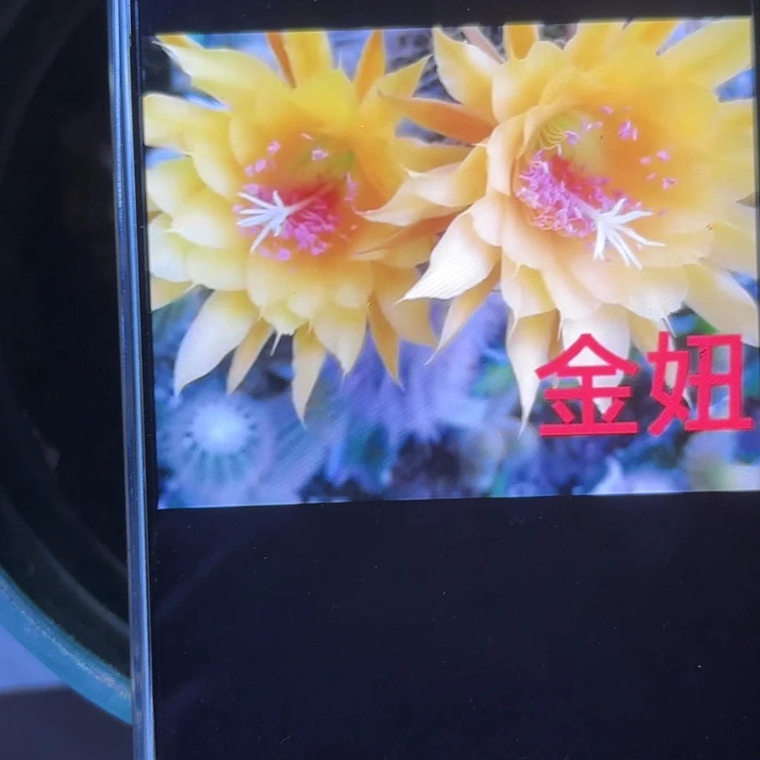 凝胶金妞侧牙20包邮仙人球1