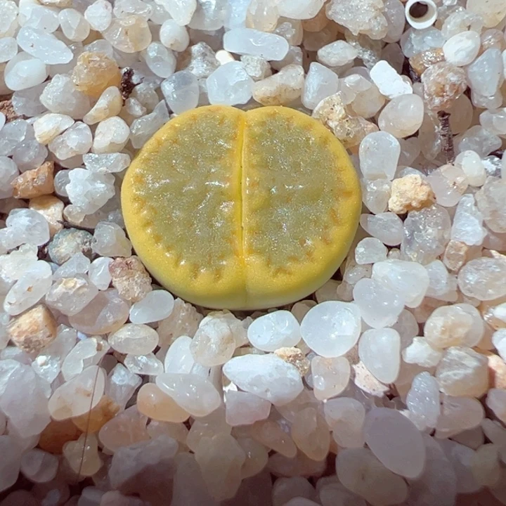 510-149.我的小伙伴