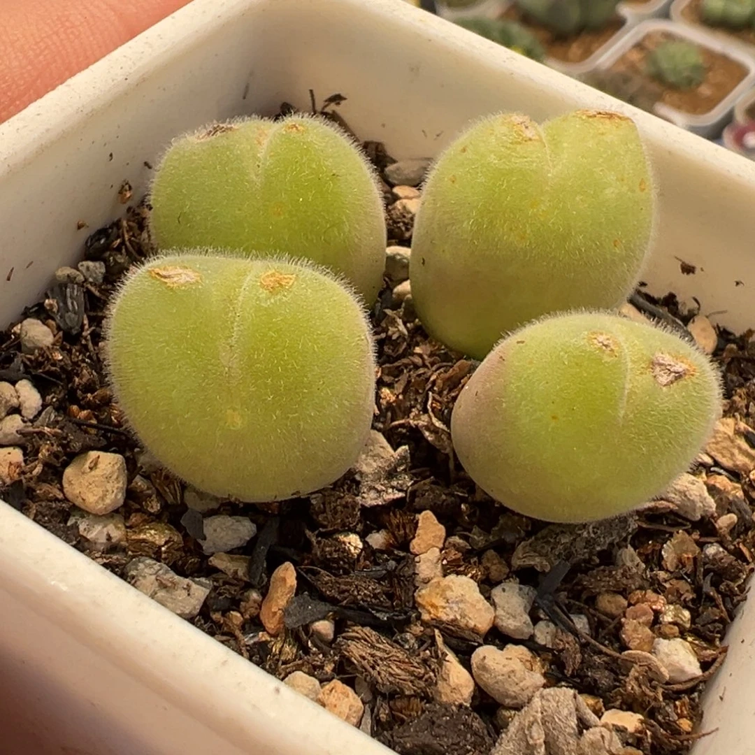 175多肉植物种类多样