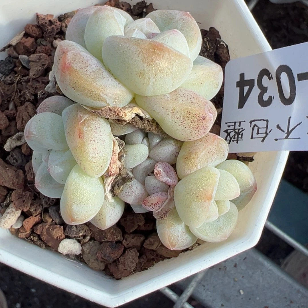 天***?小卡拉米糖心一物一拍16-34