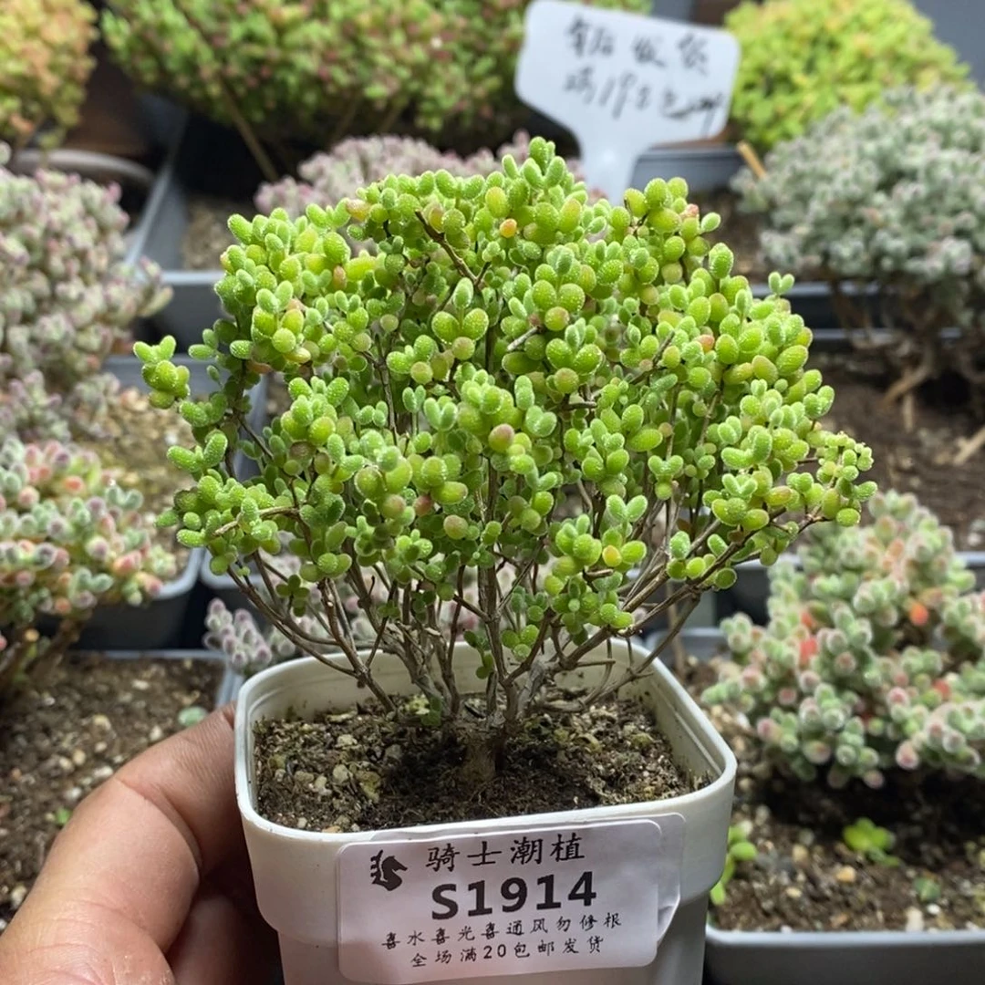 1914蜜橘糖球枝干