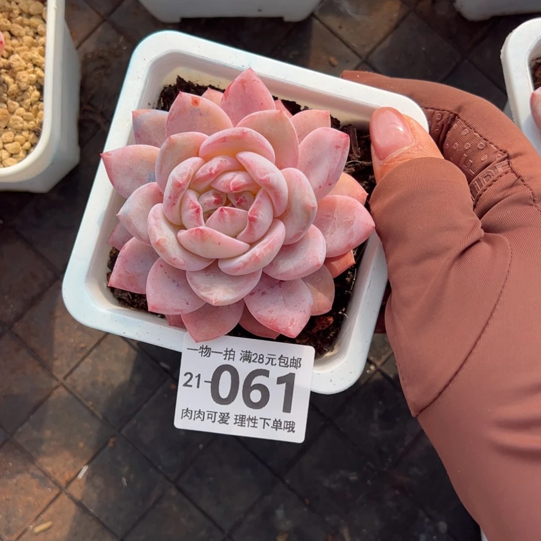 橙梦露多肉多肉多肉多肉