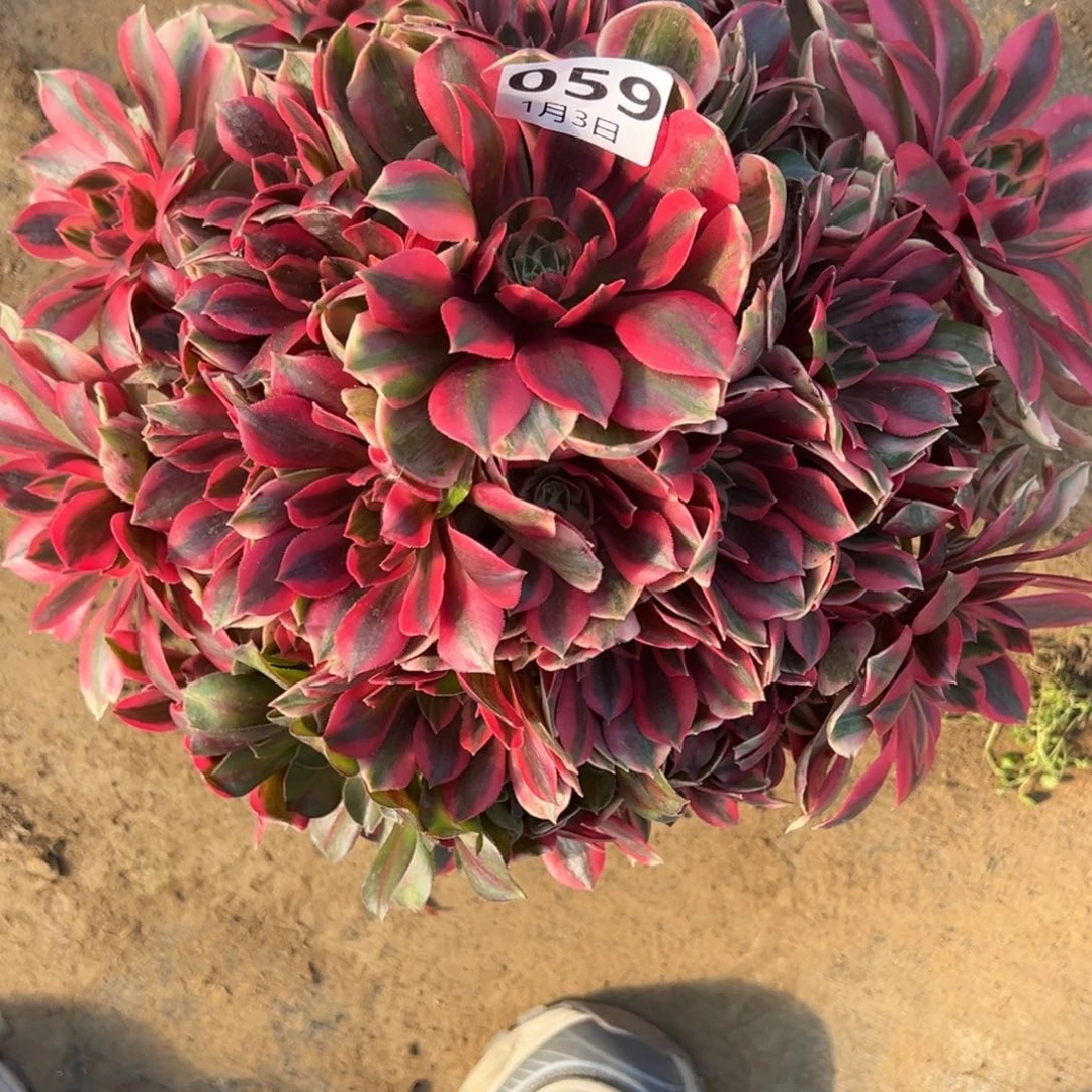 1.3-59女妖多肉植物