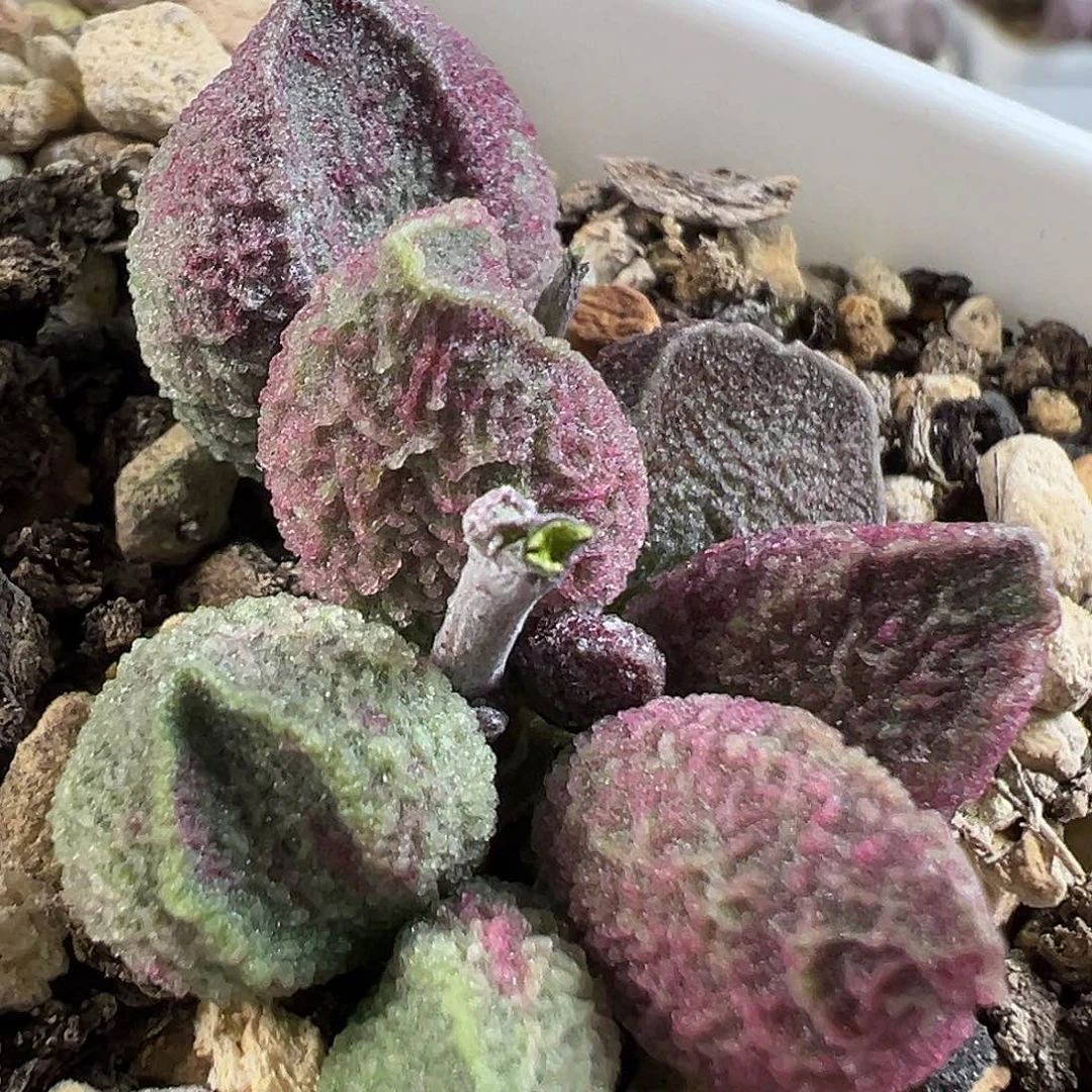 倒刺款实生新品多肉植物