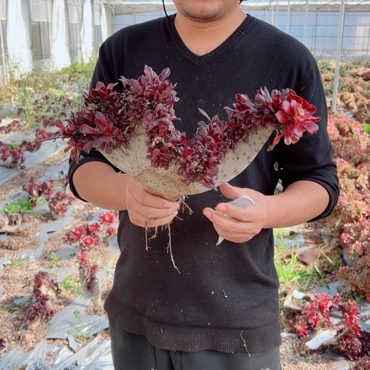 丽娜醉话60号多肉法师