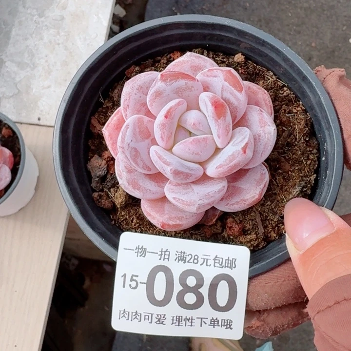 胖雪橙无盆土发货多肉多