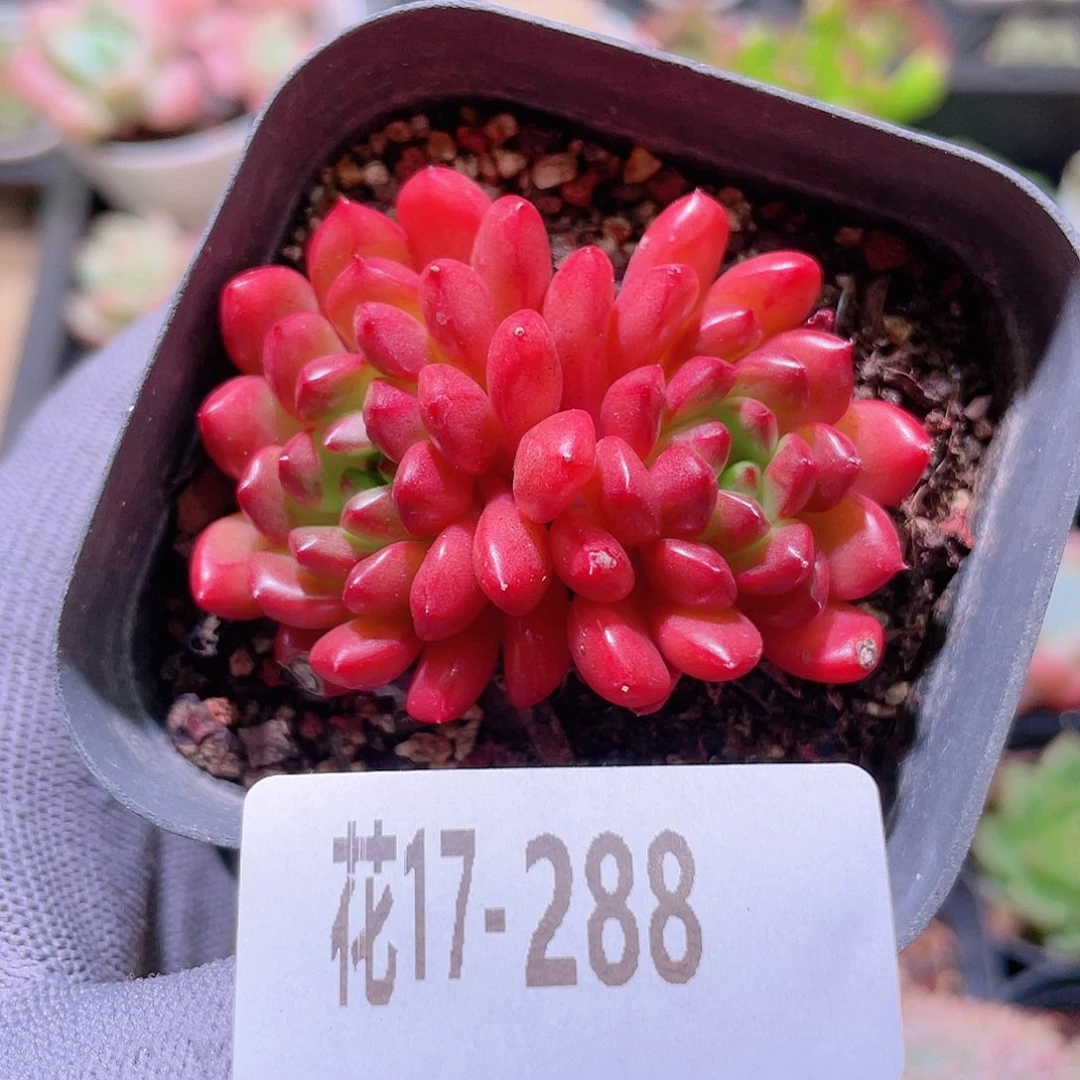花利美17-288红宝石