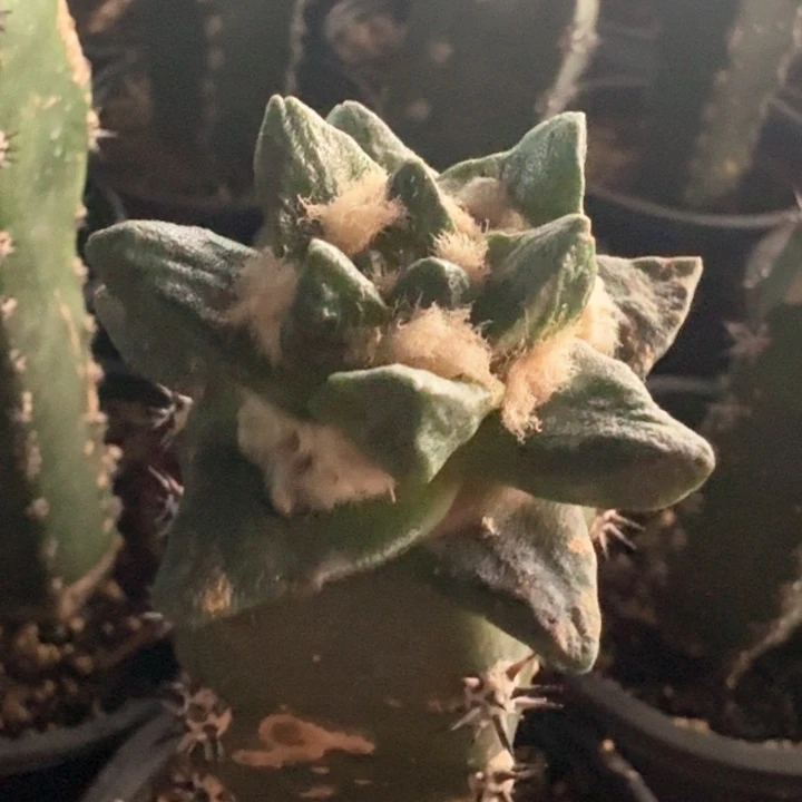 V***s新年福利新年福利