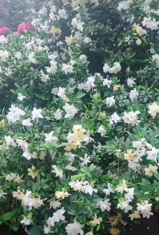 一物一拍浓香耐寒耐热绿植花卉